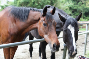 ハルウララ　競走馬　画像②