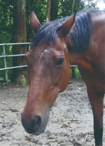 ハルウララ　競走馬　画像④